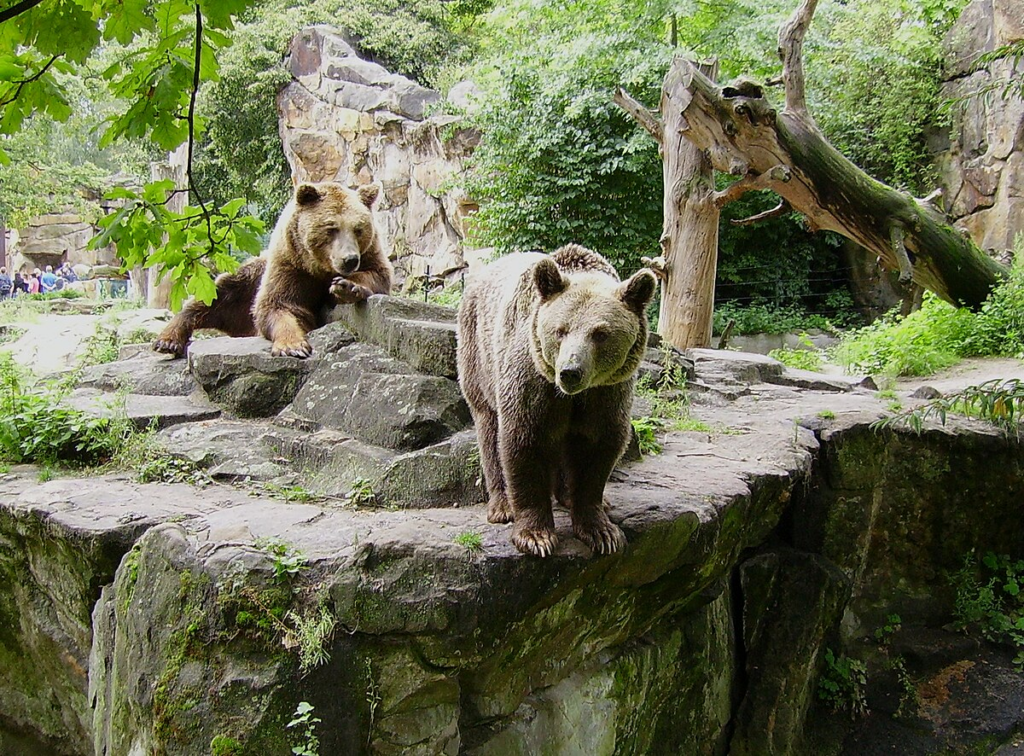 Imagem de dois ursos pardos no Zoo de Berlim, uma das coisas que vale a pena ver quando se pensa em o que visitar em Berlim